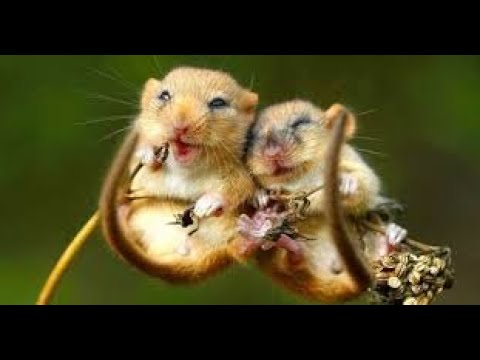 Die Haselmaus in der Natur Animals