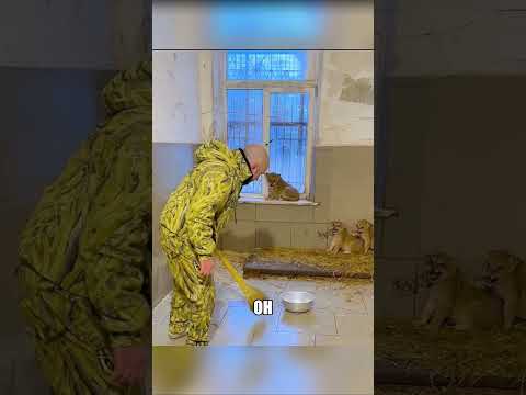 Уборщик стал родным для ЛЬВОВ🦁😱
