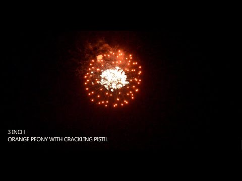 3" orange peony with crackling pistil