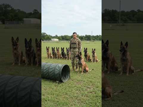 K9 Training Force  | Dog Training Part 59  #Shorts