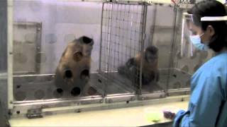 Two Monkeys Were Paid Unequally: Excerpt from Frans de Waal&#39;s TED Talk