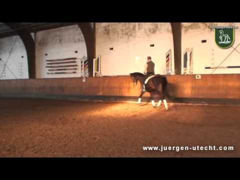 Dressurpferd / Dressage Horse: Carisma von Hengst Diamond Hit