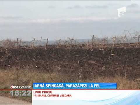 Primăria din comuna Viişoara, judeţul Vaslui, a construit parazăpezi pentru a apăra satele de v