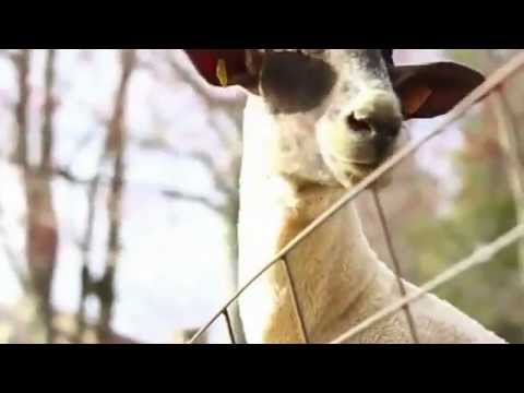 Goats Yelling Like Humans   Super Cut Compilation 1