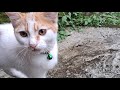 Cute Orange Cat Is Eating