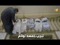 يمنيه تنجب خمسه توائم في السعوديه تابع ما حدث..