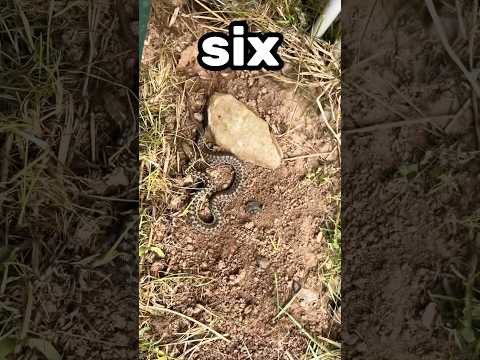 Flipping until I find a snake! 🐍