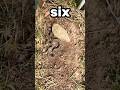 Flipping Until I Find A Snake