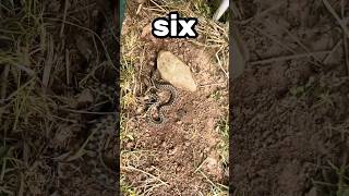 Flipping until I find a snake! 🐍