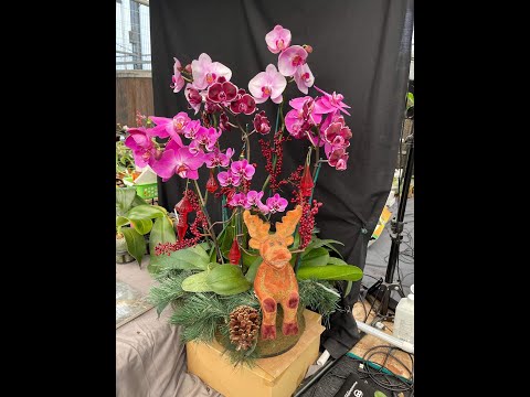 Norman Fang Live!  Episode 81 Pest Control for the Winter Season