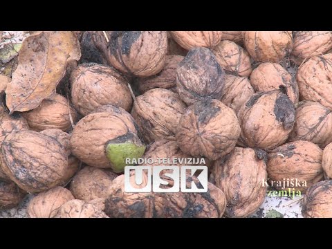 KRAJIŠKA ZEMLJA - Nedžad Grošić iz Bužima podigao plantažu oraha i lješnjaka
