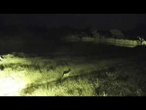 Djuma: Black-backed Jackal - 03:23 - 05/15/20