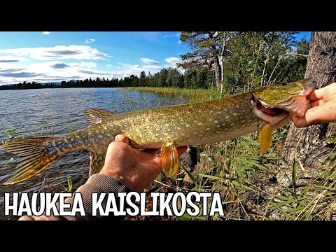 KAISLIKKOHAUKEA LAPISTA - SHAKER BAITS MAD ROACH JIGIT