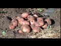 Как вырастить картофель под соломой или сеном 