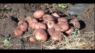 Смотреть онлайн Как самому выращивать картофель под соломой