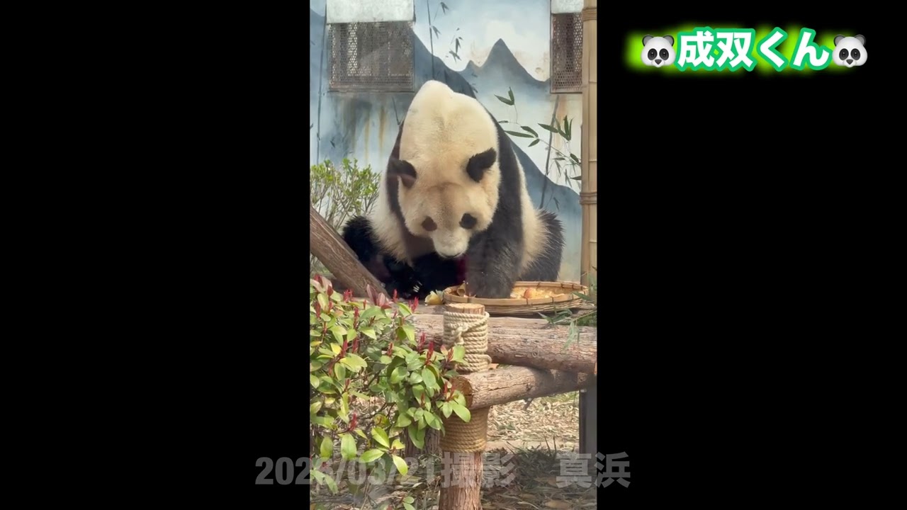 成双くん　おやつタイム　宿州野生動物園