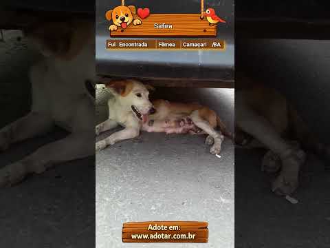 Vídeo de Safira