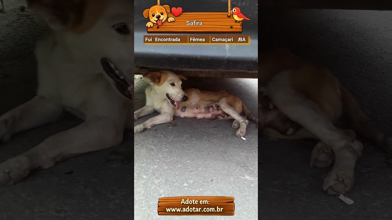 Cachorro raça SRD-ViraLata idade 1 ano nome Safira