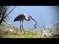 Heron Swallows Eats Snake Whole