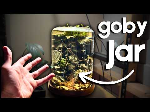 I made a Bumble Bee Goby Jar Aquarium...