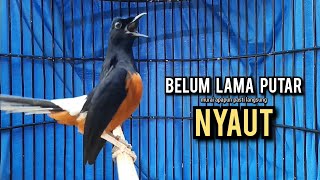 Download lagu murai batu gacor AMPUH buat PANCINGAN murai batu agar bunyi JADIKAN burung murai gacor EMOSI NYAUT mp3