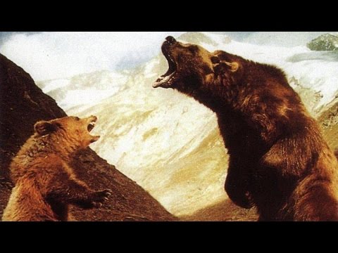 Медведь (L'ours, 1988)