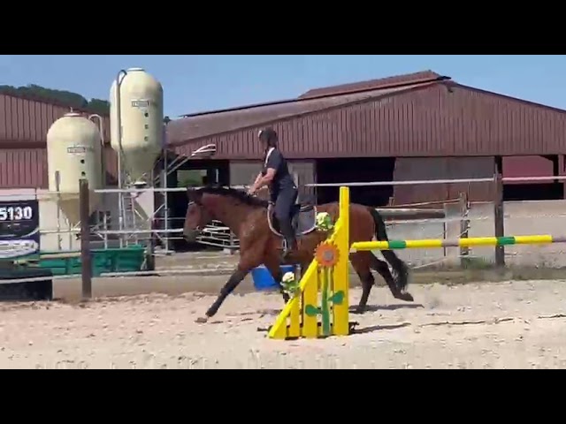 Noel de Molion  3 ans , bai, toisera 165-170