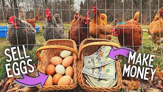 Do You Make LOTS of MONEY Selling Backyard Chicken Eggs?