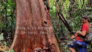 Download lagu Mengungkap Keindahan Kayu Bengkok berserat Emas..!! Kayu ulin di pedalaman hutan tropis kalimantan mp3