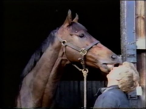 Dancing Brave (Race Horse) Narrated by Albert Finney