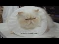 CATWALK: Tales From the Cat Show Circuit - Official Trailer