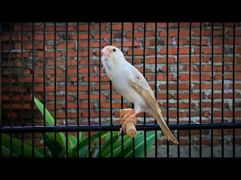 The Most Effective Canary Training‼️ Your Canary Will Sing Immediately