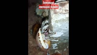 Download lagu Kelomang lovers! Pantang mundur, kelomang penuh semangat. Hermit crab. mp3