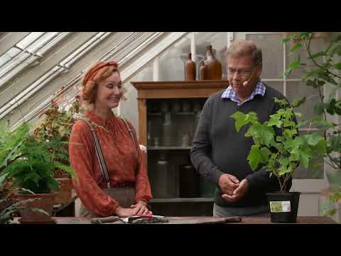 Odlingsvärda växter med Blomqvist plantskola