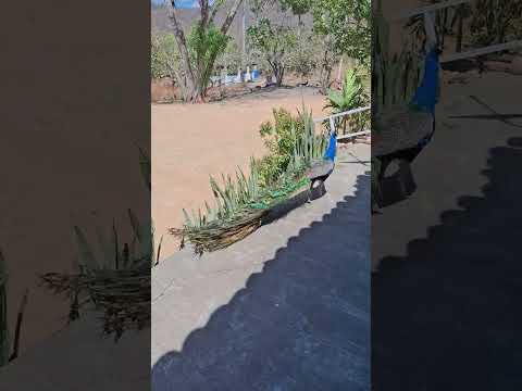 #ceará #viral #mil #2025 #k #shortsvideos #shorts #pavão#aracoiaba #milhoes #8585 #ce #060#pena#ㅇyㅇ