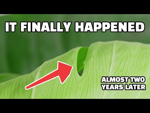 My GIANT POTHOS Has FINALLY FENESTRATED!!!