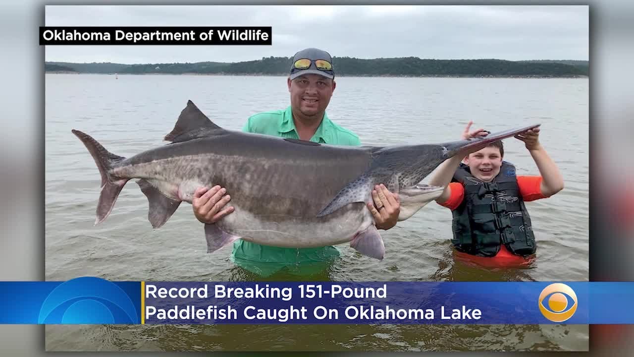Record Breaking 151-Pound Paddlefish Caught On Oklahoma Lake