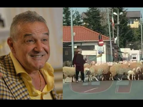 I-au furat oile lui Gigi Becali! Hoții au plecat cu ele în portbagajul mașinii