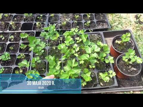 Seler - zakończenie eksperymentu z doświetlaniem sadzonek selera (Mars Hydro)