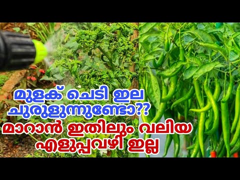 മുരടിപ്പ് വരാതെ പച്ചമുളക് കൃഷി ചെയ്യാം | Pachamulaku Krishi in Malayalam| Chilli Krishi