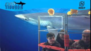 DIA 3 Expo Tiburon176