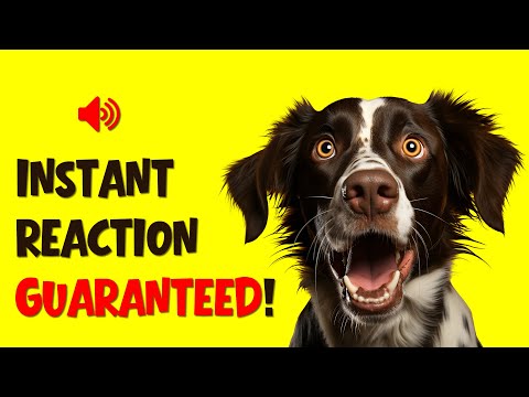 Warning:  Irresistible Sounds for Dogs - Your Dog Might Go Wild! 😅