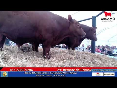 31-08-22 - Remate de Cabaña Casamú - Consignataria Marcos Achaval -   Atucha, Bs As