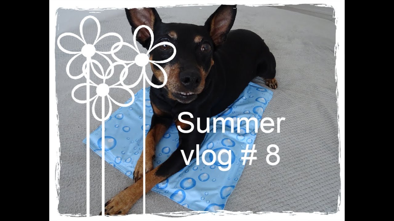 Recenzja maty chłodzącej z Trixie dla psa i jak zachęcić psa do korzystania🌞