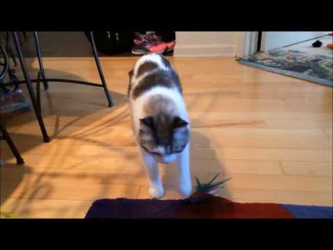 #2 Cat losing balance, falling over, head bobbing (degenerative neurologic disease)