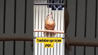 Download lagu WAMBI MINI GACOR FULL NEMBAK cocok buat masteran // #wambigacor #wambea #masteranpleci #wambimini mp3 Download lagu WAMBI MINI GACOR FULL NEMBAK cocok buat masteran // #wambigacor #wambea #masteranpleci #wambimini mp3
