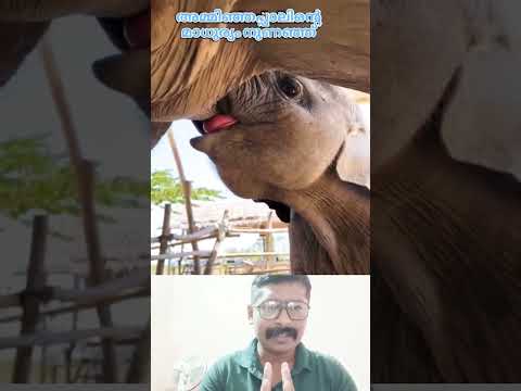 ചില കാഴ്ചകൾ അത്ഭുതപ്പെടുത്തും  #shots #youtube #kl72subash