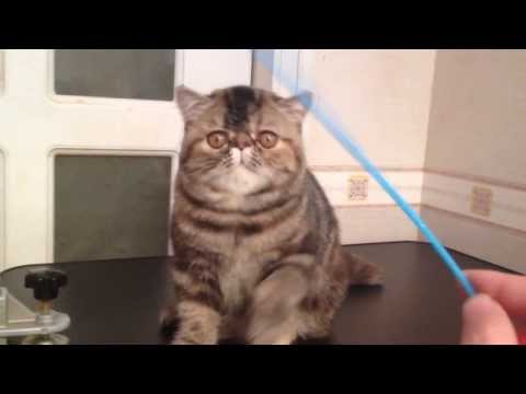 Thaidan Bitter Sweet of Pearllover.