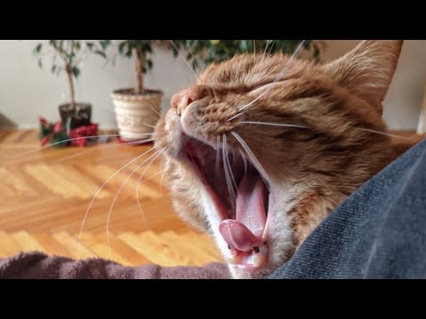 😂 Funniest Cats and Dogs Videos 😺🐶 || 🥰😹 Hilarious Animal Compilation №364