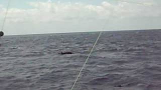 preview picture of video 'Amazing Footage of Dolphins!! Flipper'